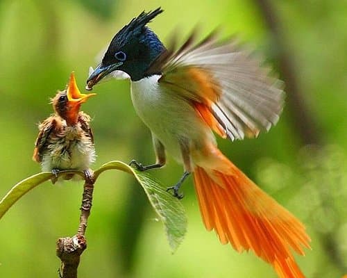 Guided endemic birding walk through rainforest trail
